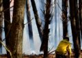 Se controló el incendio en el Vivero de Miramar, tras perderse 200 hectáreas de bosque
