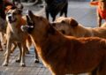 Tragedia en Mendoza: perros atacaron y mataron a una mujer en plena calle