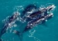 Alerta por «marea roja» en Península Valdés: investigan la relación con muerte de ballenas