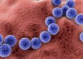 Estado de situación y lo que se debe saber del Streptococcus pyogenes