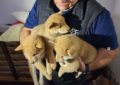 Clausuraron criaderos de perros Shiba Inu en Villa Crespo y Mataderos