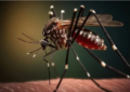 Dengue: Argentina lidera los casos en América Latina según la OPS
